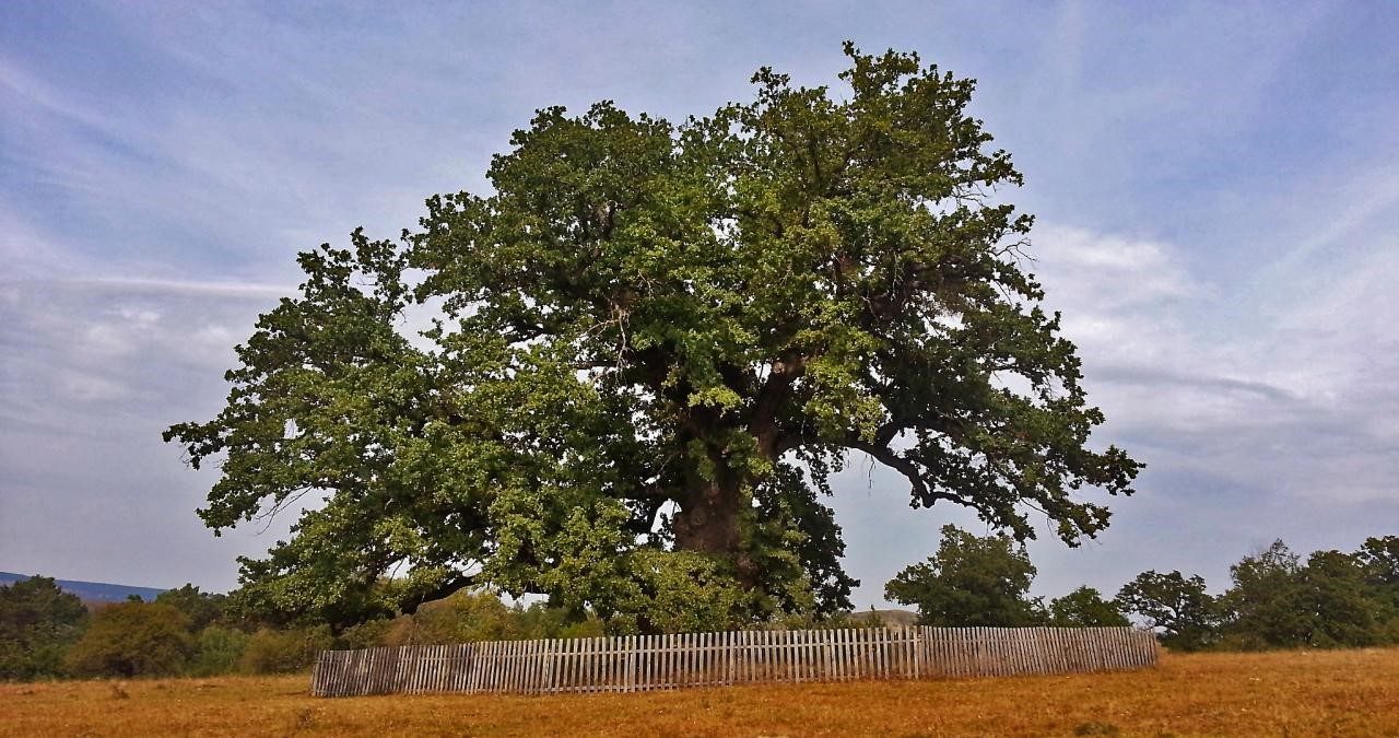 Lemnul de Gorun (Quercus petraea) 1 Lemnul de gorun 1